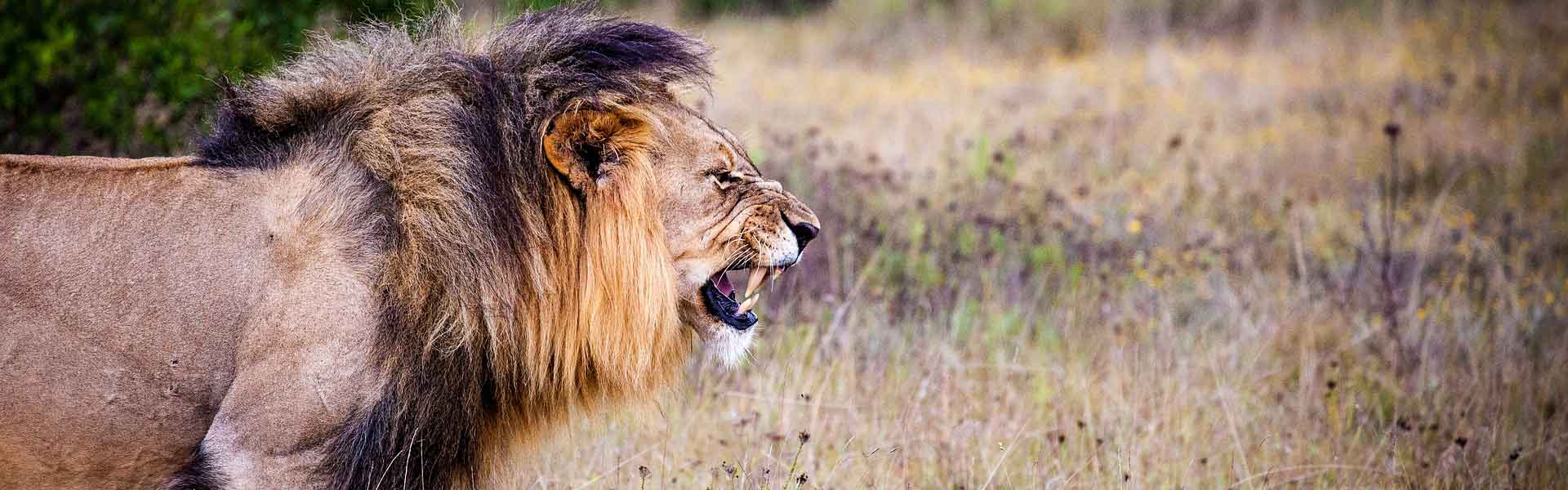 Game Drives Addo Elephant National Park - Lion