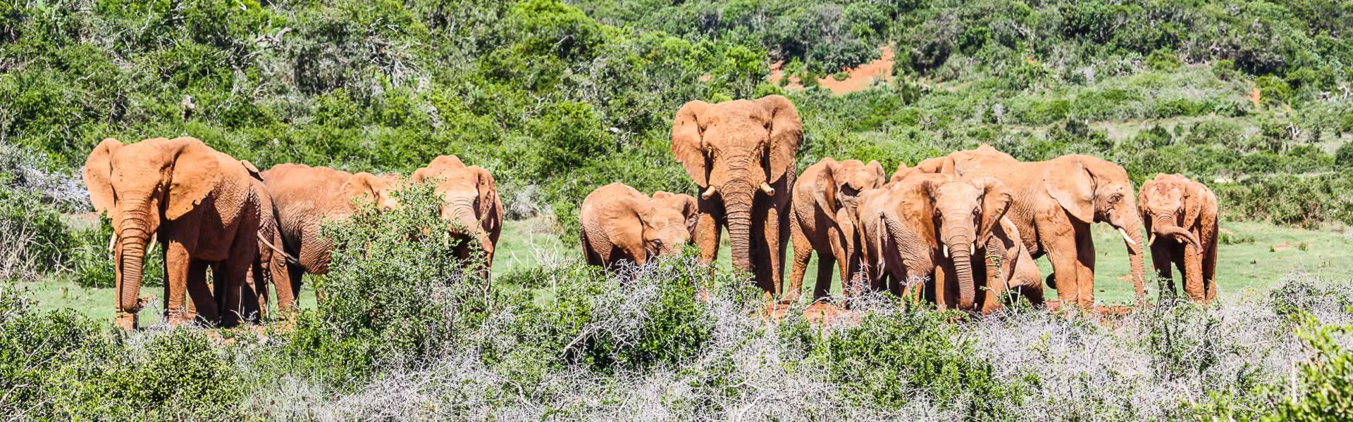 Addo Elephant National Park Game Drives