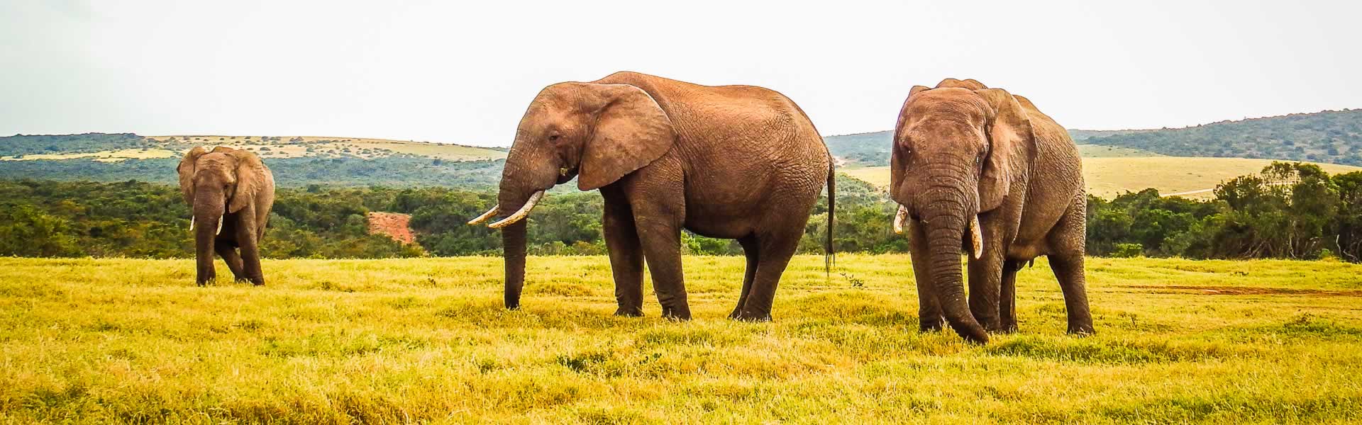 Game Drives Addo Elephant Park