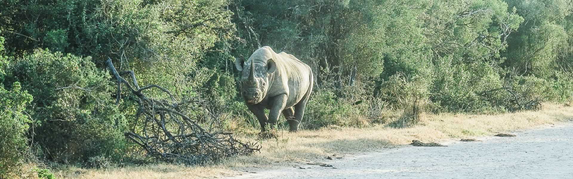 Addo Game Drive Rhino